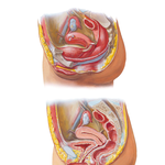 Pelvic Viscera and Perineum: Female