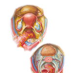 Pelvic Viscera: Female
