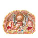 Pelvic Contents: Male