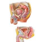 Pelvic Viscera and Perineum: Male