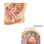 Urinary Bladder: Orientation and Supports