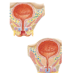 Urinary Bladder: Female and Male