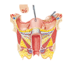 Uterus, Vagina, and Supporting Structures