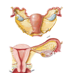 Uterus and Adnexa