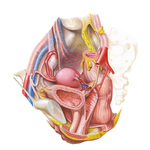 Female Pelvic Relationships