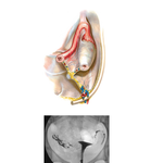 Pelvic Ligaments