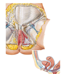 Female Perineum (Superficial Dissection)