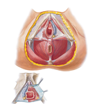 Female Perineum and Deep Perineum