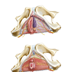 Female Perineal Spaces