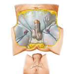 Male Perineum and External Genitalia (Superficial Dissection)