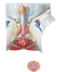 Male Perineum and External Genitalia (Deeper Dissection)