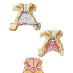 Male Perineal Spaces