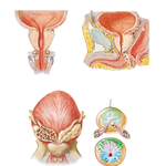 Prostate Gland and Seminal Vesicles