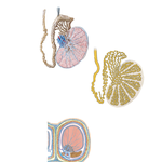 Testis, Epididymis, and Ductus Deferens