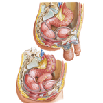 Rectum in Situ: Female and Male