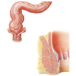 Anorectal Musculature