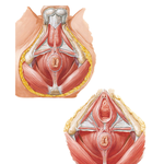 External Anal Sphincter Muscle: Perineal Views