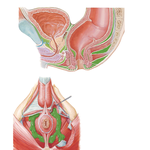 Actual and Potential Perineopelvic Spaces