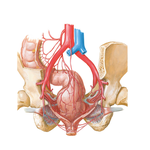 Arteries of Rectum and Anal Canal: Male Posterior View