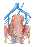 Veins of Rectum and Anal Canal: Female Anterior View