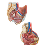 Arteries of Pelvis: Female