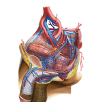 Arteries and Veins of Pelvis: Male