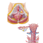 Arteries and Veins of Perineum and Uterus
