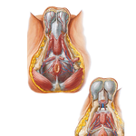 Arteries and Veins of Perineum: Male