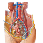 Lymph Vessels and Nodes of Pelvis and Genitalia: Female