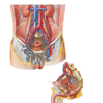 Lymph Vessels and Nodes of Pelvis and Genitalia: Male