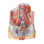Nerves of External Genitalia: Male