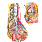Nerves of Pelvic Viscera: Female