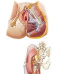 Nerves of Perineum and External Genitalia: Female