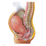 Neuropathways in Parturition