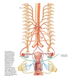 Innervation of Female Reproductive Organs: Schema