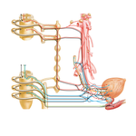 Innervation of Urinary Bladder and Lower Ureter: Schema