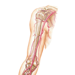 Arteries of Arm and Proximal Forearm