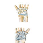 Ligaments of Wrist