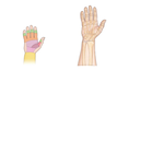 Flexor and Extensor Zones of Hand