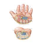 Section Through Metacarpal and Distal Carpal Bones 