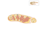 Cross Section of Hand: Axial View 
