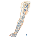 Veins of Upper Limb