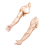 Upper Limb: Surface Anatomy