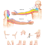 Dermatomes of Upper Limb and Segmental Nerve Function