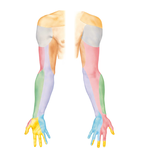 Cutaneous Innervation of Upper Limb