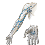 Lymph Vessels and Nodes of Upper Limb