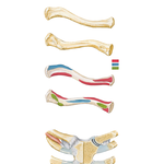 Clavicle and Sternoclavicular Joint