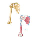 Humerus and Scapula: Anterior Views