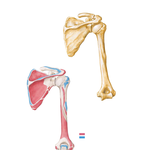 Humerus and Scapula: Posterior Views