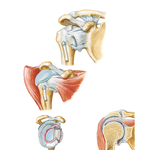 Shoulder  with Details of Glenohumeral Joint